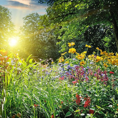 Wildflower Seeds Bulk – National Wildflower Seed Collection – Perennial Wildflowers Mix – Flower Seeds for Planting – Wild Flowers (Save The Monarchs)