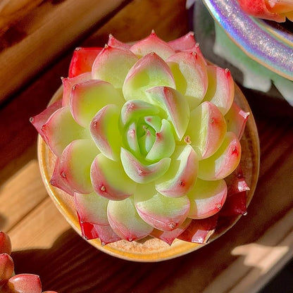 Echeveria Crystal Rose Rare Live Succulent Plants, Mini Pink 1 Head 2" Live Plant,Bare Root Without Pot Soil,Garden Indoor Office Desk Wedding Party Baby Shower Decoration, Friend Plant Lovers Gifts