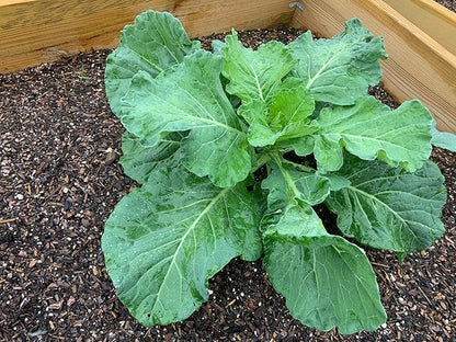 1000+ Georgia Southern Collard Greens Seeds for Planting - Heirloom, Non-GMO, USA Grown