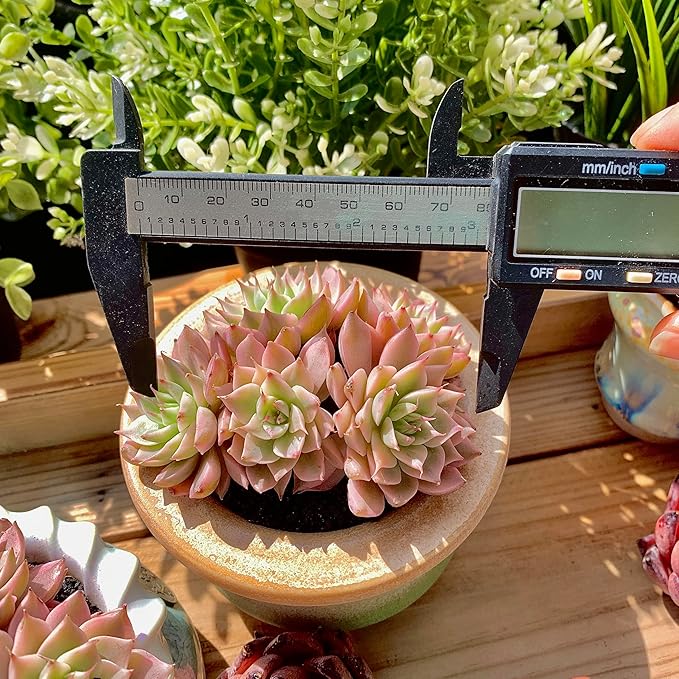 FWPP Succulents Live Echeveria Margaret,Pink Multi Headed Clustered Rare Plants,Bare Root Without Pot Soil,Indoor Live Succulent Plants are Suitable as Gifts and Decorations