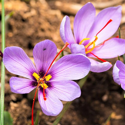 Easy to Grow Crocus Sativus Saffron Crocus 20 Plant Bulbs - Purple Flowers in Fall, Full Sun Outdoor Zones 6-9, Grow The Most Expensive Spice