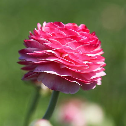 Easy to Grow Ranunculus Tecolote Pink - 10 Plant Bulbs, Pink Flowers in Spring, Full Sun Mediterranean Carlsbad Flower Fields