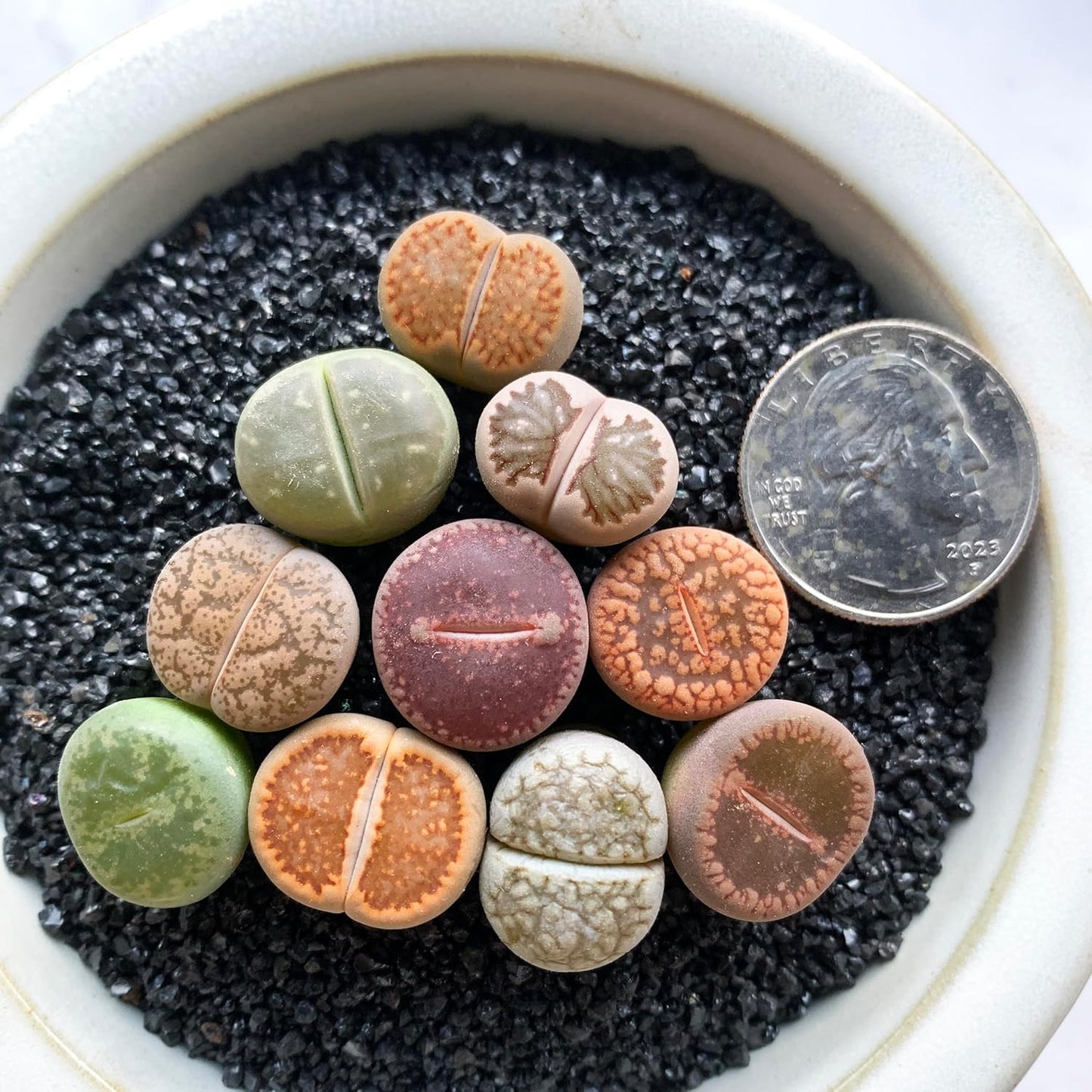 Lithops Large Random Mix Rare Live Succulent Plants, 10 Pcs Succulent Live Plant, Bare Root Without Pot & Soil, Indoor Office Desk Decoration, Friend Plant Lovers Gifts