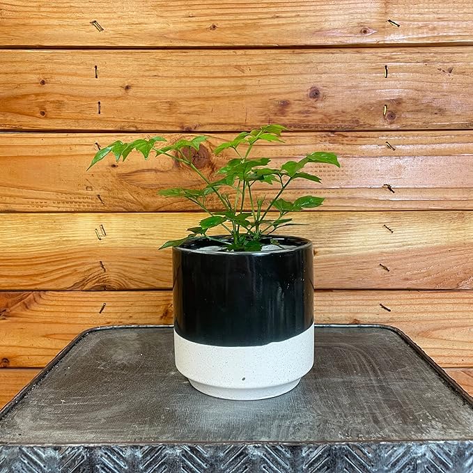 Radermachera Sinica China Doll, 4" Plant