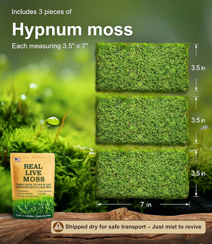 Lucky Plant Fresh Live Moss Variety Pack - Ideal for DIY Terrariums, Miniature Bonsai, Potted Plants, Reptiles, Succulents, (A Whole Piece of 8" x8" Fresh Hypnum Moss)
