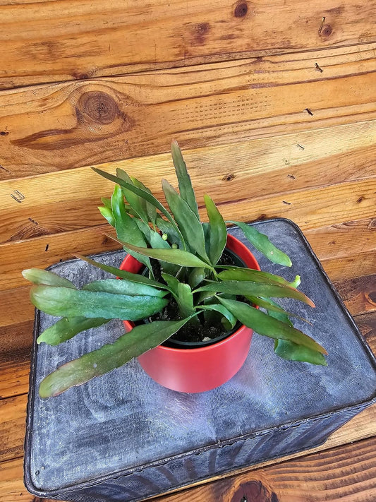 Epiphyllum Anguliger Red Oval Orchid Cactus, 4" Plant