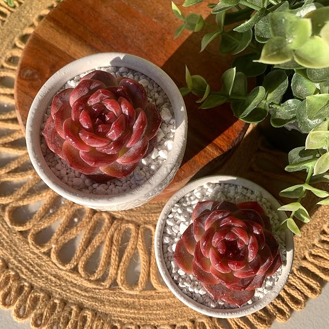 FWPP Live Succulents Plants Echeveria Snow Lotus 2 inches,Rare red Succulents Bare Root Without Pot Soil, Live Plants Indoor Office Decoration Wedding and Gift