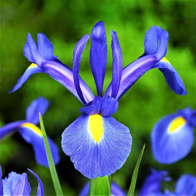 Easy to Grow Dutch Iris Blue Diamond 20 Plant Bulbs - Blue & Yellow Flowers in Spring to Summer, Full Sun Outdoor Zones 6-9