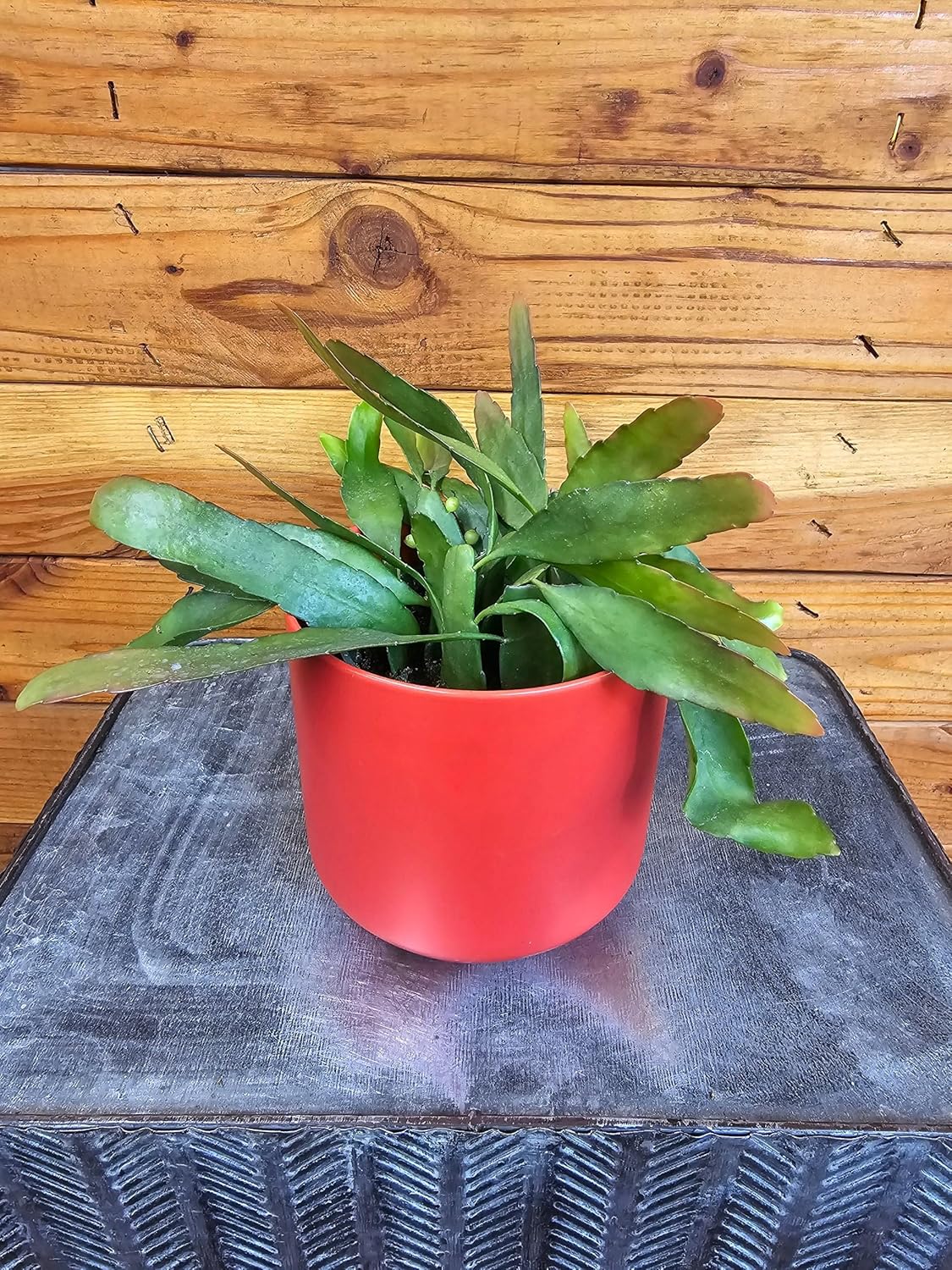 Epiphyllum Anguliger Red Oval Orchid Cactus, 4" Plant