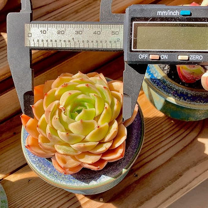 Echeveria Onslow Rare Live Succulent Plants, Orange 1 Head 2.5" Live Plant, Package Without Pot & Soil, Garden Indoor Office Desk, Wedding Party Baby Shower Decoration, Friend Plant Lovers Gifts