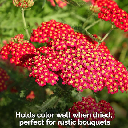 KVITER 7000 Red Yarrow Seeds (Achillea Millefolium Rubra) — Perennial Flower Seeds to Plant Outside, Heirloom & Organic — Native Wildflower Seed for Herb Garden, Beds, Containers & Meadows