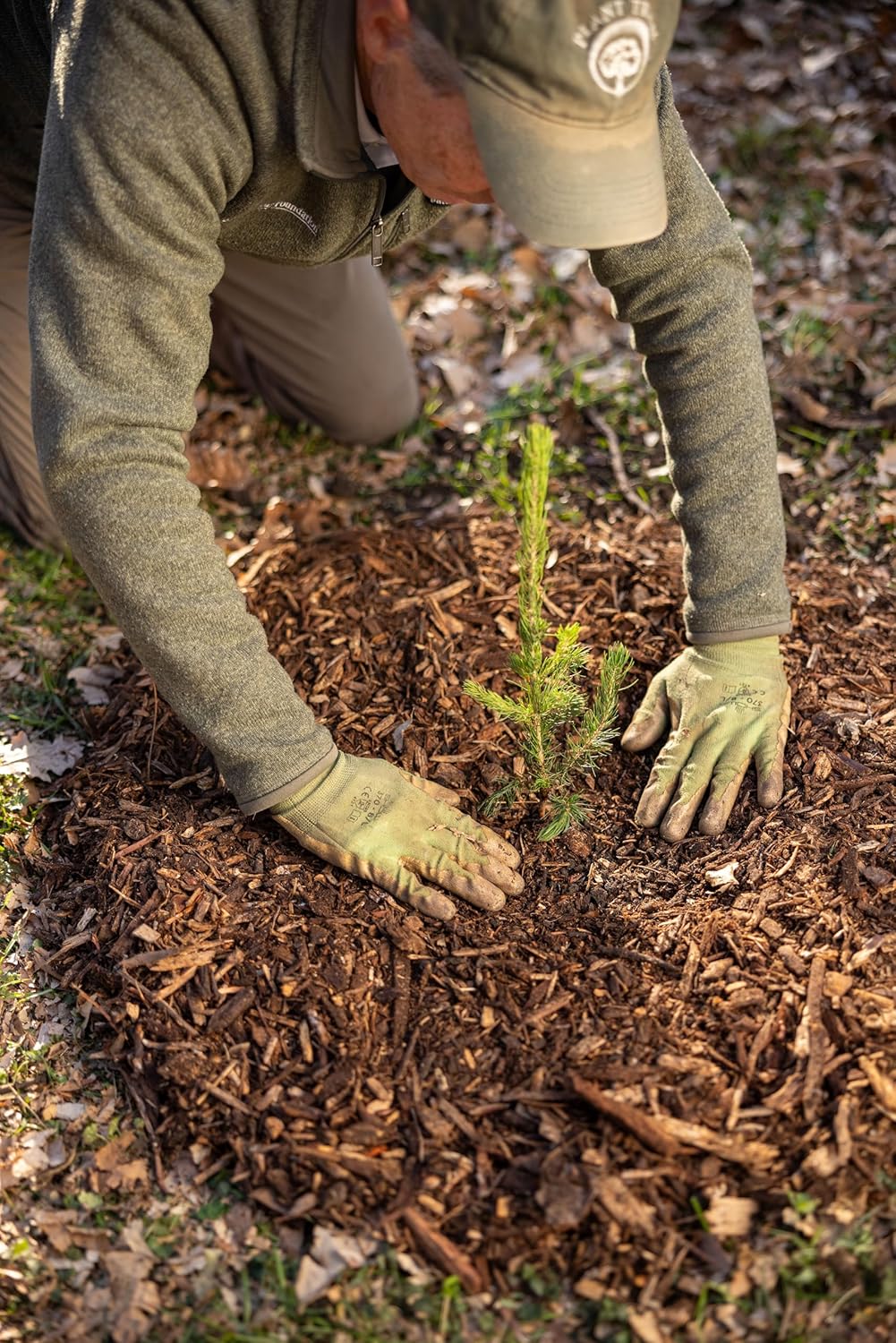 Norway Spruce Tree Seedlings | 6"-12" | Arbor Day Foundation (3-Pack)