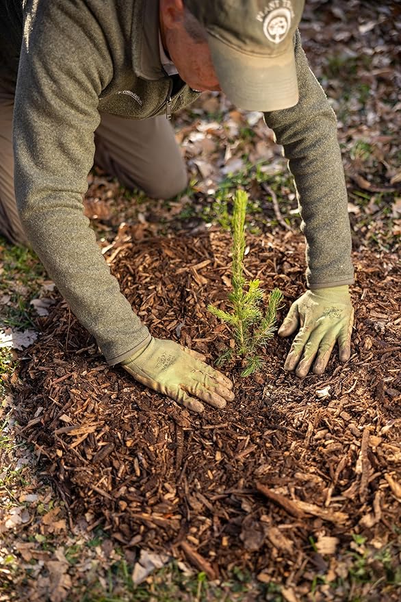 White Spruce Live Tree Seedlings | 6"-12" | Arbor Day Foundation (10-Pack)