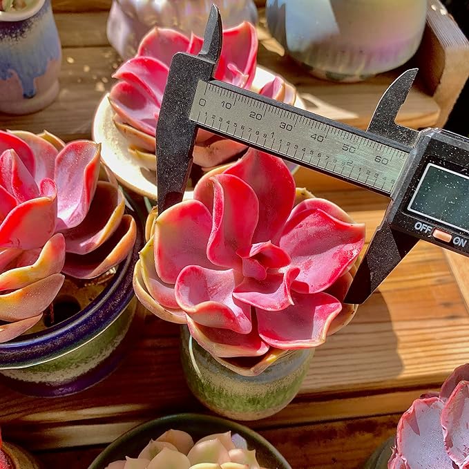 Echeveria Rainbow Variegated Rare Live Succulent Plants, Pink 1 Head 3.5" Live Plant, Package Without Pot & Soil, Garden Indoor Office Desk, Wedding Party Baby Shower Decoration, Friend Lovers Gifts