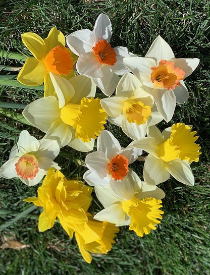 Mixed Large Cup Daffodils- 50 Perennial Daffodil Bulbs - Assorted Colors Narcissus