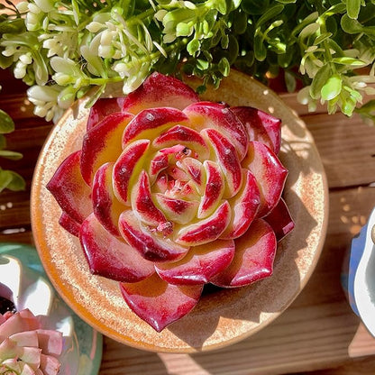 Echeveria Daredevil Rare Live Succulent Plants, Red 1 Head 2.5" Live Plant, Package Without Pot Soil, Garden Indoor Office Desk, Wedding Party Baby Shower Decoration, Friend Plant Lovers Gifts