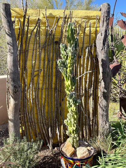 Cactus Outlet - Curiosity Cactus Plants Live, Live Plants Indoor & Outdoor Use, Live Cactus, 36”+ - Rare Large Live Cactus - Landscape Ready Large Cactus Plant Live Delivered Right to Your Door