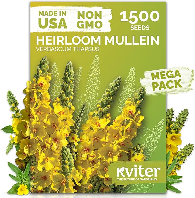 KVITER 1,500 Mullein Seeds for Planting (Verbascum Thapsus) – Mullein Herb, Heirloom Seed Non GMO Organic – Ideal for Herb Garden – US Grown Herbs Flower Seeds