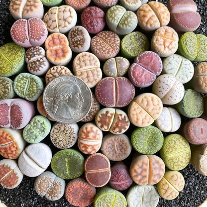 Lithops Large Random Mix Rare Live Succulent Plants, 30/50/100 Pcs 3 Years Bulk Succulent Live Plant, Bare Root Without Pot Soil, Garden Indoor, Plant Lover Gifts