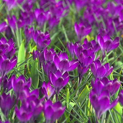 Easy to Grow Crocus Flower Record 20 Plant Bulbs - Violet Purple Flowers in Early Spring, Full Sun Outdoor Zones 3-8