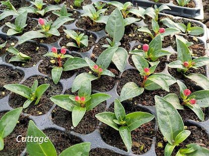 Gardzen 5-Set Seed Starter Tray Kits, Durable Plant Germination Trays with Humidity Vented Domes and Bases, Ideal for Seed Starting, Indoor Gardening, and Greenhouse (Total 200 Cells)