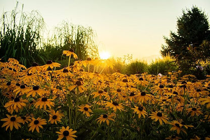 Black Eyed Susan Seeds for Planting, 5000 Seeds, Giving You Beautiful Black Eyed Susan Flowers, Non-GMO, Heirloom Seed Varieties