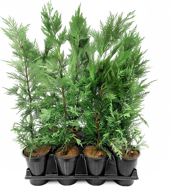 Leyland Cypress | 1 Quart Size Plant | Cupressocyparis leylandii | Fast Growing Privacy Trees, Evergreen Landscape Plants, Drought Tolerant, Low Maintenance, Windbreak, Hardy