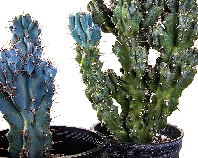 Cactus Outlet - Curiosity Cactus Plants Live, Live Plants Indoor & Outdoor Use, Live Cactus, 12”-18” - Rare Large Live Cactus - Landscape Ready Large Cactus Plant Live Delivered Right to Your Door