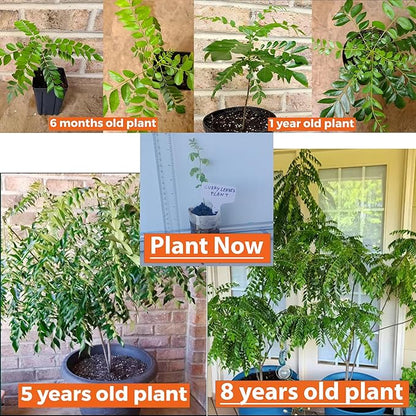 Curry Leaf Plant. Live Plant. Fragrant, Beautiful, Edible. Easy Grow. Indian Cooking Must Have. Murraya Koenigii. (1 Cup)