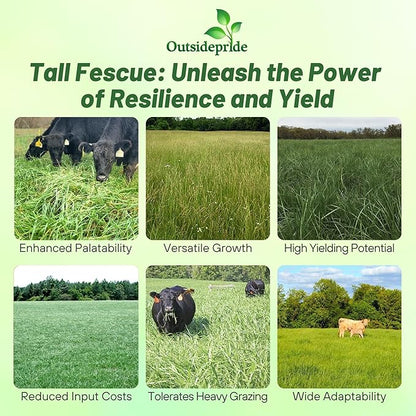 Outsidepride Forage Tall Fescue Grass Seeds - 50 lb. Perennial, Drought-Tolerant & Easy to Grow, Pasture Seeds for Planting Soft & Abundant Grass, Great for Grazing Livestock & Hay Production