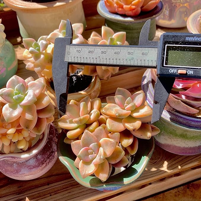 FWPP,Succulents Plants Live Graptoveria Paraguayense Bernalense Variegated, 2-3 Heads 4", Bare Root Without Pot Soil, Garden Indoor Office Desk, Wedding Baby Shower Decoration, Friend Lovers Gifts