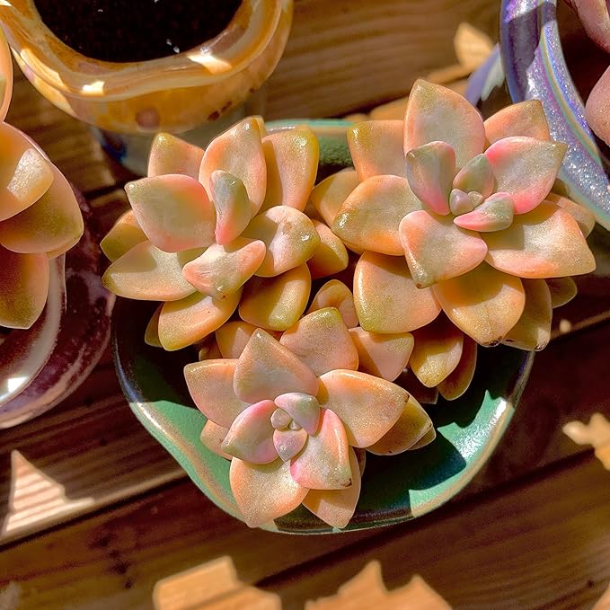FWPP,Succulents Plants Live Graptoveria Paraguayense Bernalense Variegated, 2-3 Heads 4", Bare Root Without Pot Soil, Garden Indoor Office Desk, Wedding Baby Shower Decoration, Friend Lovers Gifts