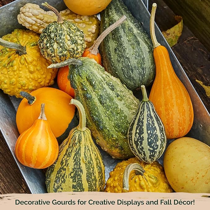 KVITER 50 Small Gourd Seeds Mix (Cucurbita Pepo) – Ornamental Fall Decor Gourds, Non GMO & Organic – Perfect Heirloom Seeds for Planting Decorative Gourds in Vegetable Garden