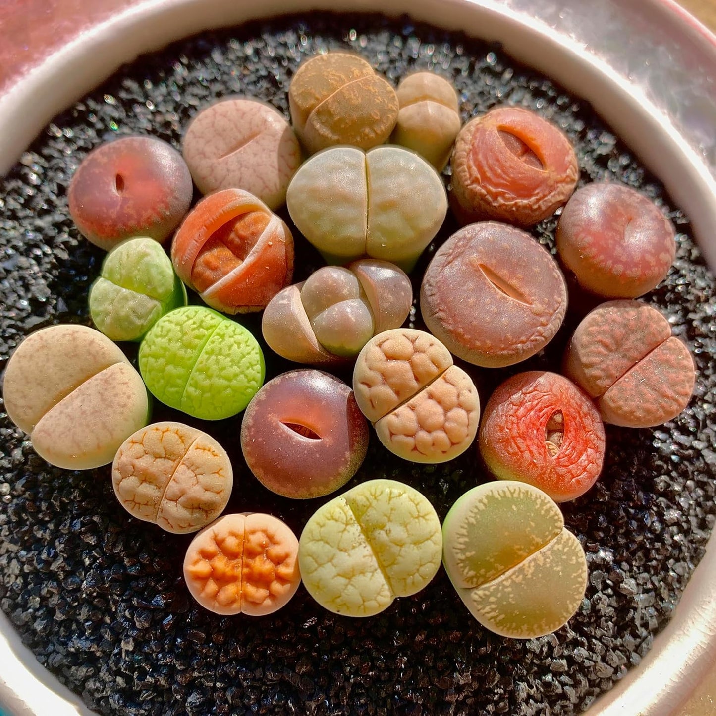 Lithops Succulent Plants Live – 0.6-0.8" 50 Pcs Rare Living Stones Mix, Succulents Bare Root Without Pot & Soil, Easy-Care Indoor Office Desk Decoration, Unique Plant Gifts for Succulent Lovers