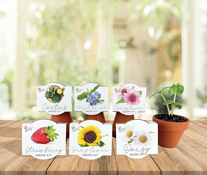 BUZZY Seeds Terracotta Mini Grow Pots 6-Pack – Indoor Gardening Seed Starter Kit with Herbs & Flowers – DIY Grow Your Own Plants Kit for Beginners