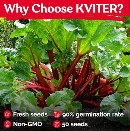 KVITER 50 Red Victoria Rhubarb Seeds for Planting (Rheum Rhabarbarum) – Organic & Heirloom Seeds, Perennial Vegetable Seeds – Perfect for Rhubarb Jam & Pies, Grow in Beds & Outdoor Garden