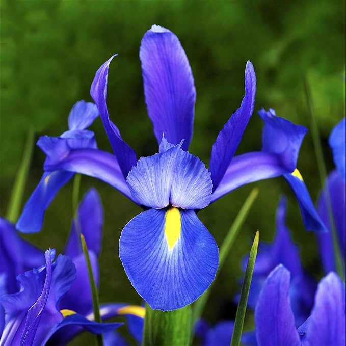Easy to Grow Dutch Iris Blue Diamond 20 Plant Bulbs - Blue & Yellow Flowers in Spring to Summer, Full Sun Outdoor Zones 6-9