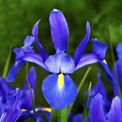 Easy to Grow Dutch Iris Blue Diamond 20 Plant Bulbs - Blue & Yellow Flowers in Spring to Summer, Full Sun Outdoor Zones 6-9