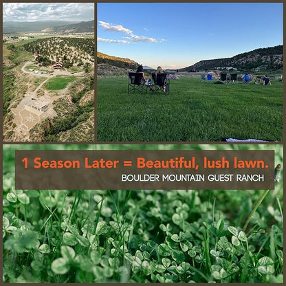 Micro Clover Seed for Lawn - 1 Oz - ~25,000 Microclover Seeds for Planting - Drought-Tolerant Mini Grass Alternative by Mountain Valley Seed Company