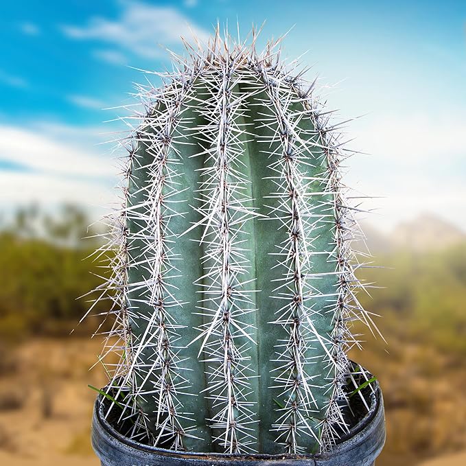 Cactus Outlet - Live Saguaro Cactus, Cactus Plants Live, Large Outdoor Live Cactus 1’ - Rare Large Live Cactus - Landscape Ready Large Cactus Plant Live Delivered Right to Your Door