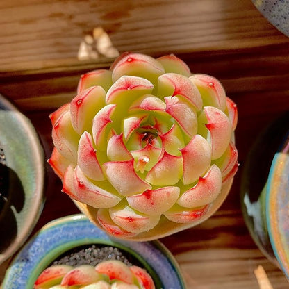 FWPP,Succulents Plants Live Echeveria Soul Fairy, Rare Pink 1 Head 2.5" Live Plant, Bare Root Without Pot Soil,Live Plants Indoor Wedding Party Baby Shower Decoration, Friend Plant Lovers Gifts
