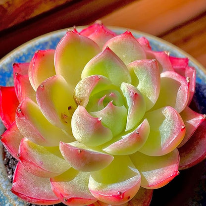 Echeveria Crystal Rose Rare Live Succulent Plants, Mini Pink 1 Head 2" Live Plant,Bare Root Without Pot Soil,Garden Indoor Office Desk Wedding Party Baby Shower Decoration, Friend Plant Lovers Gifts