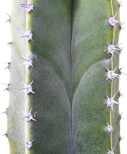 Cactus Outlet - Senita Live Cactus, Cactus Plants Live, Live Plants Indoor & Outdoor Use 12”-18”