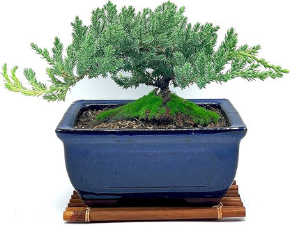Live Dwarf Juniper Bonsai Tree 7 Year Old with Hand-Made Bamboo Stand | Juniper or Jade Bonsai Tree | Indoor/Outdoor | 100% Handcrafted| Home and Office Décor | Best Gift for Holiday