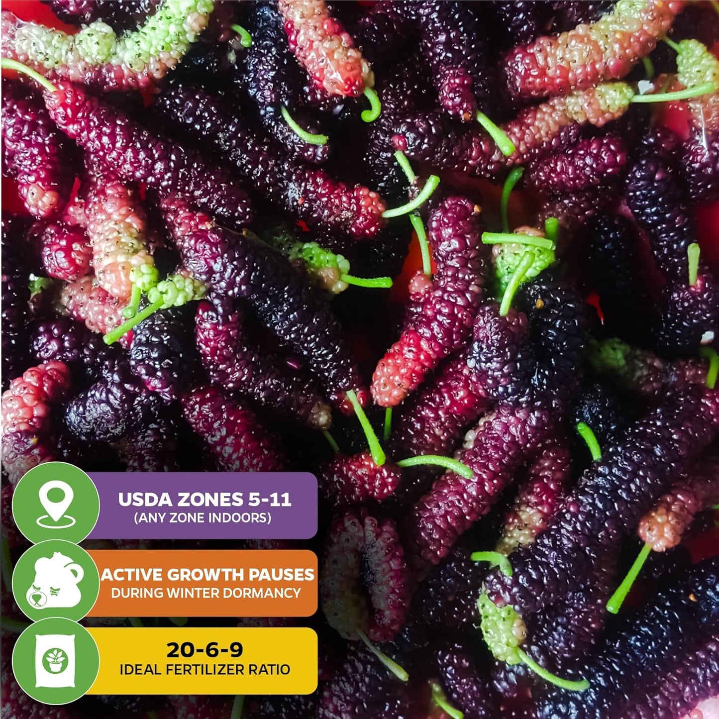 Pakistan Mulberry Live Tree - Morus Nigra Starter Plant - Wellspring Gardens - Dwarf Fruit Tree Ideal for Patio, Bonsai & Landscaping - Produce Fresh Berries -Companion to Elderberry Blueberry & Lilac