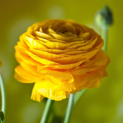 Easy to Grow Ranunculus Tecolote Yellow 10 Plant Bulbs - Sunny Yellow Flowers in Spring Full Sun Outdoor Zones 8-10, Mediterranean Carlsbad Flower Fields