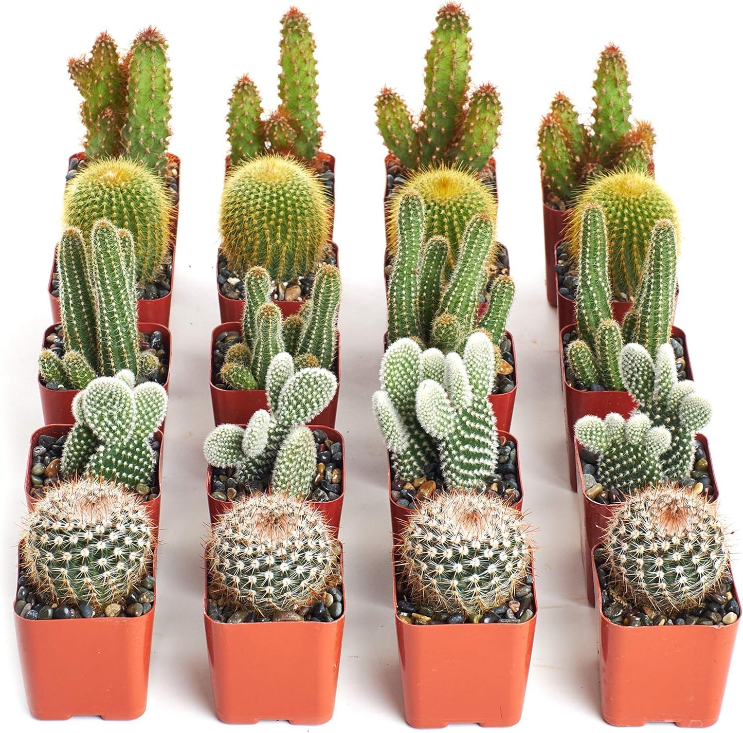 Shop Succulents | Can't Touch This Collection | Assortment of Hand Selected, Fully Rooted Live Indoor Cacti Plants, 20-Pack,