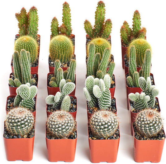 Shop Succulents | Can't Touch This Collection | Assortment of Hand Selected, Fully Rooted Live Indoor Cacti Plants, 20-Pack,