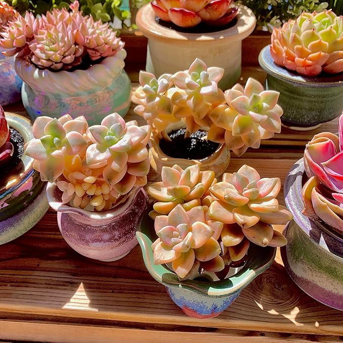 FWPP,Succulents Plants Live Graptoveria Paraguayense Bernalense Variegated, 2-3 Heads 4", Bare Root Without Pot Soil, Garden Indoor Office Desk, Wedding Baby Shower Decoration, Friend Lovers Gifts