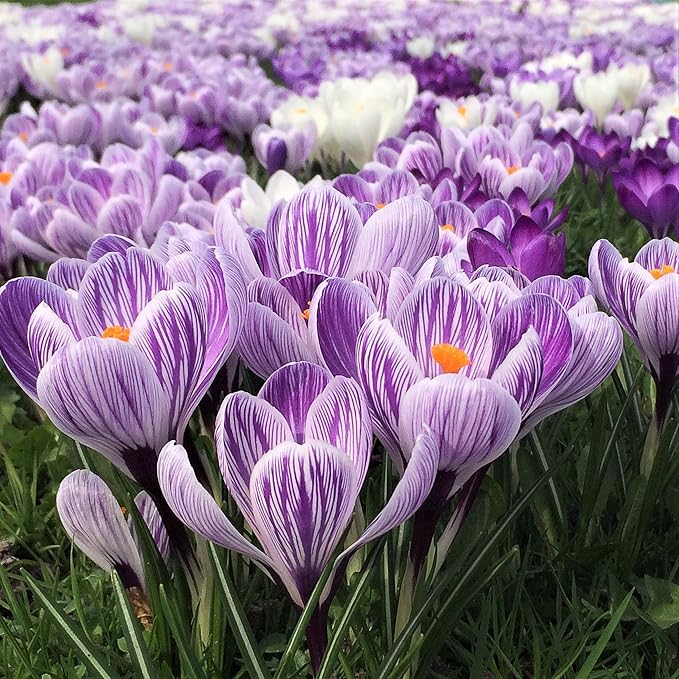 Easy to Grow Crocus Large Flowering Mix 60 Plant Bulbs - Violet, Yellow, & White Flowers in Early Spring, Full Sun Outdoor Zones 3-8